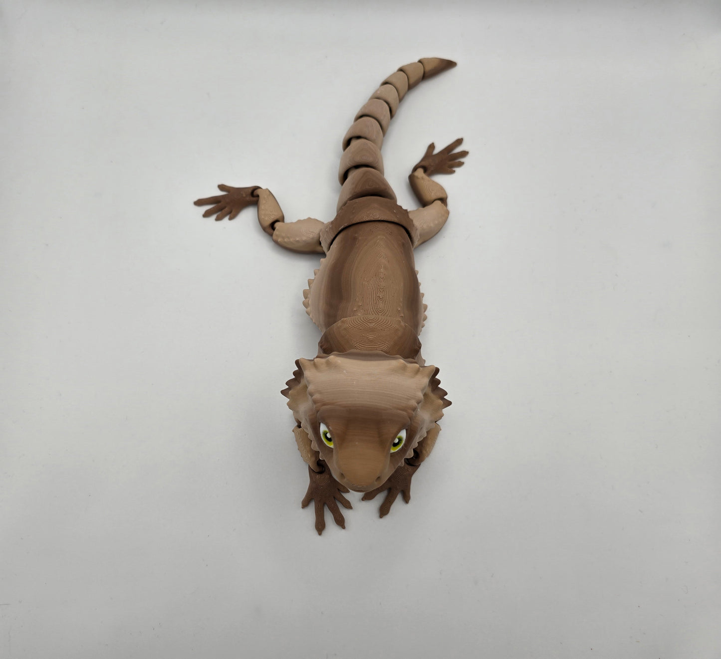 Bearded Dragon